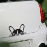 Imperméable - auto en vinyle avec le visage d'un chien