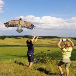 1.1m - Flat eagle kite - kites - kids - toysVliegers