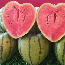 Mold de façonnage de pastèque - Heart - Square