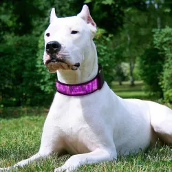 Collier pour chats / chiens - LED - Bluetooth - lumière défilante interactive numérique