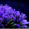 Kunstmatige plastic plant - paarse bloem - aquariumdecoratieDecoraties