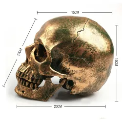 Human skull made from resin craft - bronzeStatues & Sculptures