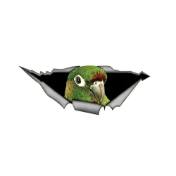 Perroquet 3D vert - auto sticker 15 * 6cm